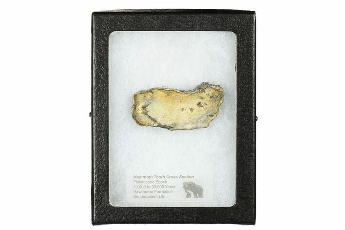 Mammoth Molar Slice with Case - South Carolina #180524